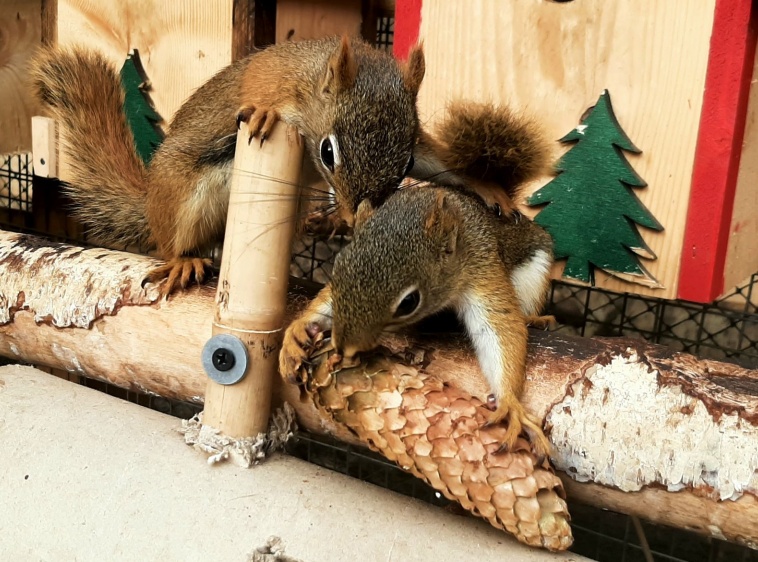 Mini-Zoo - Wiewiórkownia